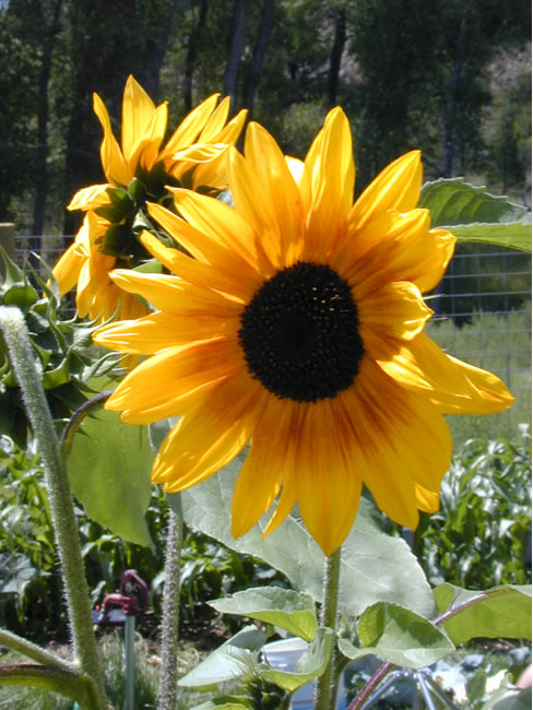 sunflower