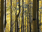 fall colors aspen