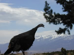 wild turkey
