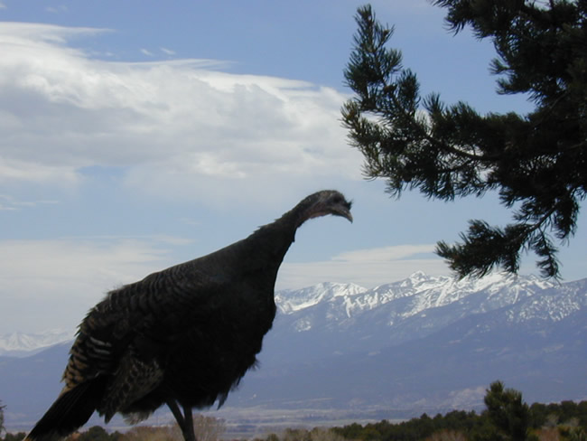 wild turkey