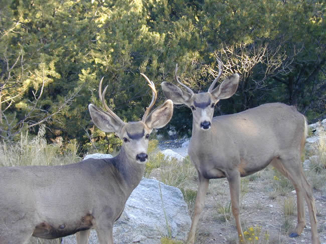 deer with racks