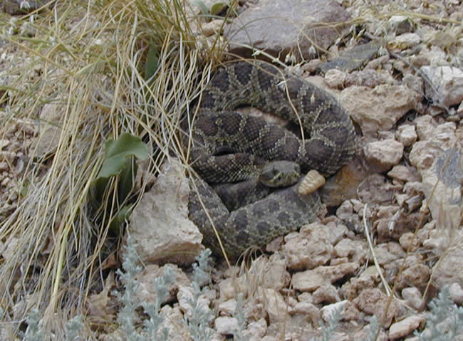 rattlesnake view
