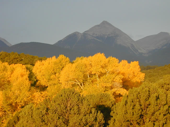 fall color cottonwood trees