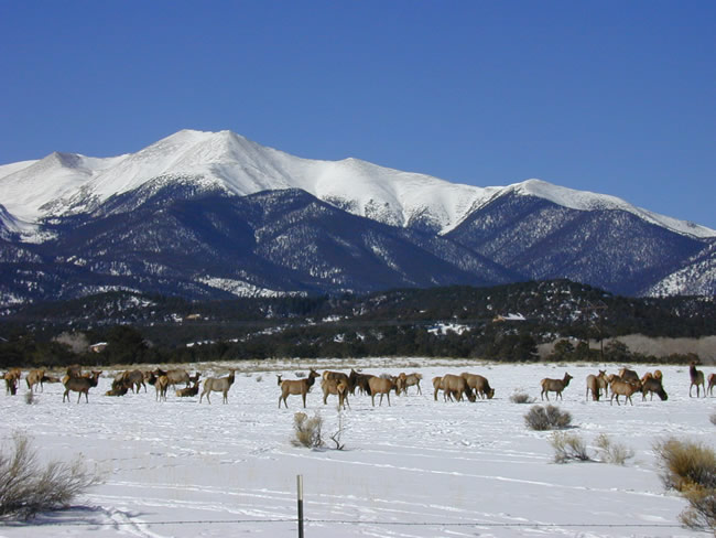 elk herd view